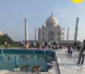 ताजमहल के टैंक में बंदरों की 'पूल पार्टी, बंदरों की मस्ती को पर्यटकों ने कैमरे में किया कैद