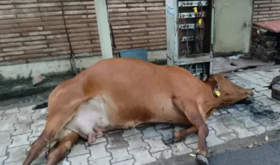 लक्ष्मी नारायण मंदिर के पास टोरंट की लापरवाही से हुई गौवंश की मौत