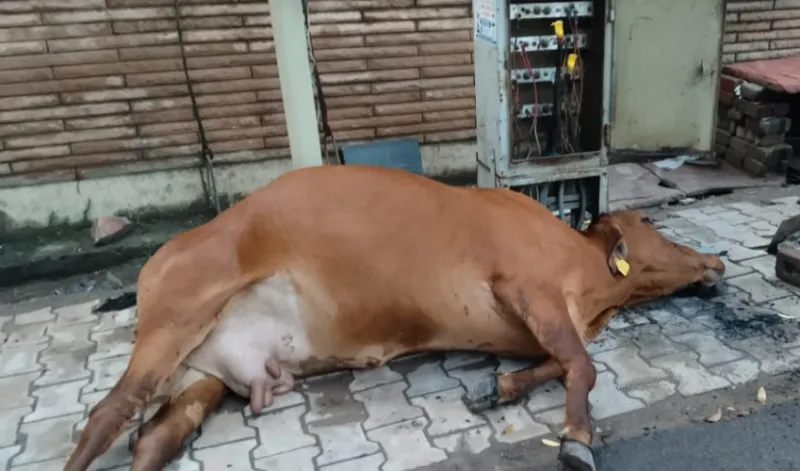 लक्ष्मी नारायण मंदिर के पास टोरंट की लापरवाही से हुई गौवंश की मौत