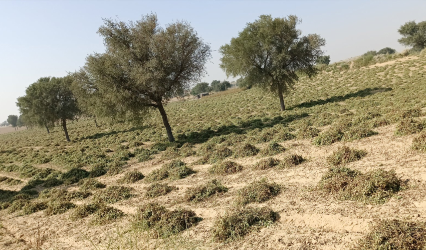 बच्चों को डांटता था पड़ोसी, तो लुधियाना की महिला ने उसकी ढाई साल की बेटी को खेत में जिंदा दफनाया, अरेस्ट