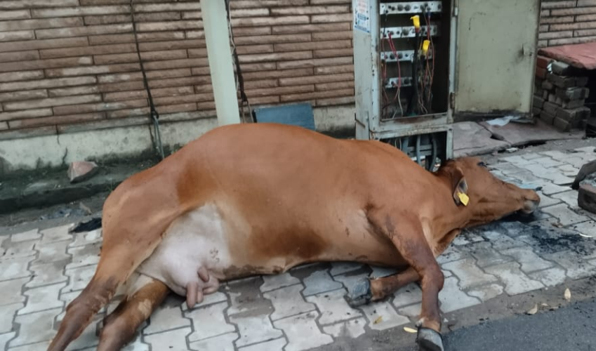 लक्ष्मी नारायण मंदिर के पास टोरंट की लापरवाही से हुई गौवंश की मौत