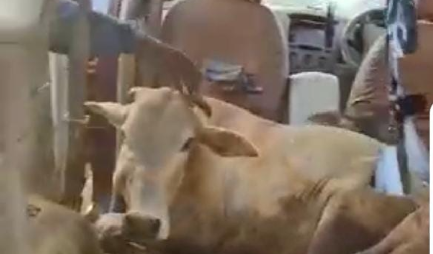 जन अर्धांगिनी फाउंडेशन ने गौ तस्करों से तीन गौ वंश को बचाया