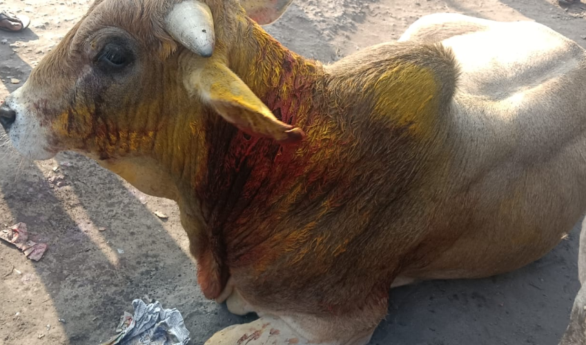 थाना लोहा मंडी क्षेत्र के अंतर्गत नंदी को तेज चाकू से किया घायल, पुलिस के लिया संज्ञान